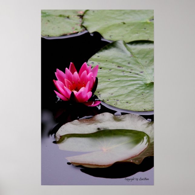 Pôster WaterLily (Frente)