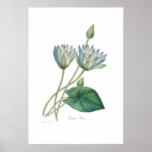 Pôster Waterlily azul