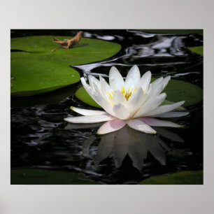 Pôster Waterlily branco