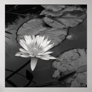 Pôster Waterlily em flor