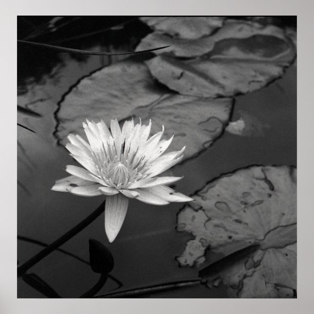 Pôster Waterlily em flor (Frente)
