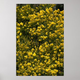 Poster Wattle dourado