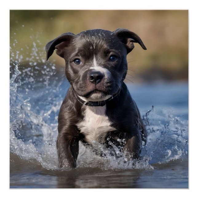 Pôster "Wave Chaser: Um Cachorro Espantoso no Jogo no Oce (Frente)
