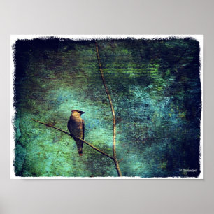Pôster Waxwing de cedro