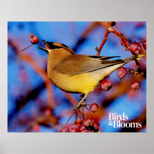 Pôster Waxwing de cedro