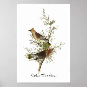 Pôster Waxwing de cedro, John Audubon