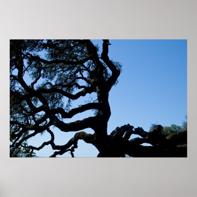 Pôster Wayward Oak (Frente)