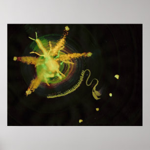 Poster WDV - 238 - Batida