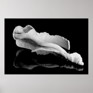 Pôster Weatherd Conch