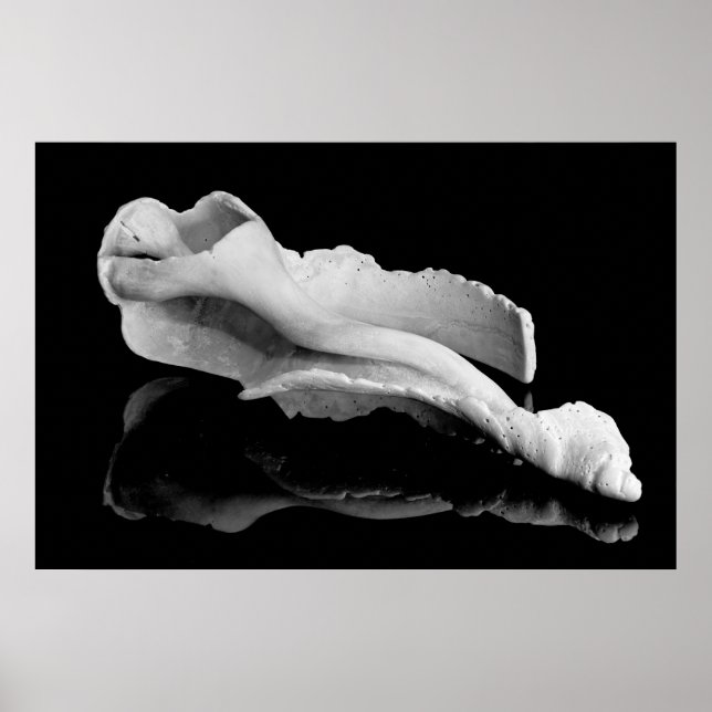 Pôster Weatherd Conch (Frente)