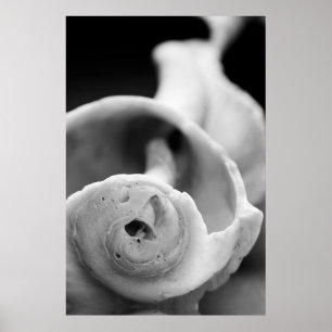 Poster Weathered Shell