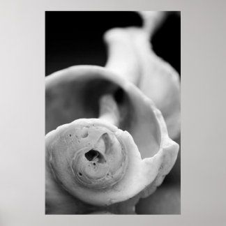 Poster Weathered Shell