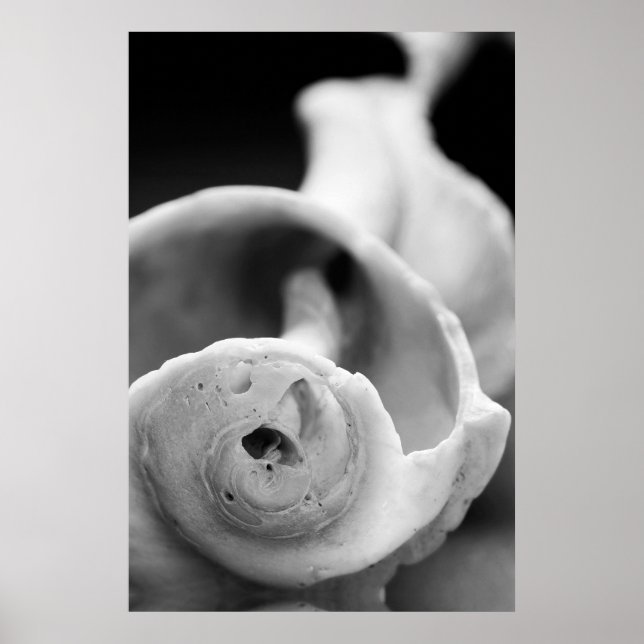 Poster Weathered Shell (Frente)