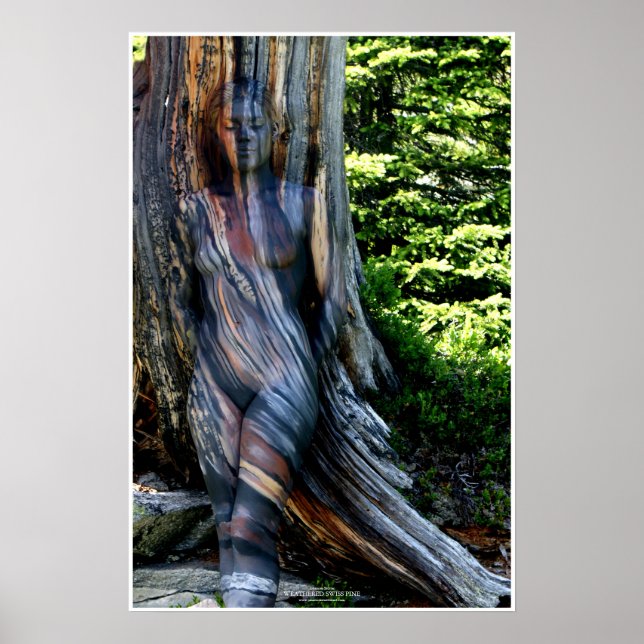 Poster Weathered Swiss Pine by Johannes Stötter (Frente)