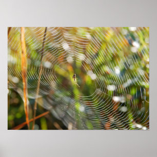 Pôster Web de aranha