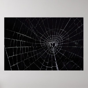 Poster Web Tangled