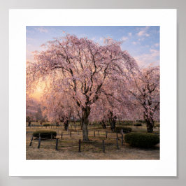Poster Weeping Cherry Blossom at Sunset – Art Print
