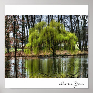 Pôster Weeping Willow