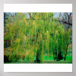 Pôster Weeping Willow Poster/Print