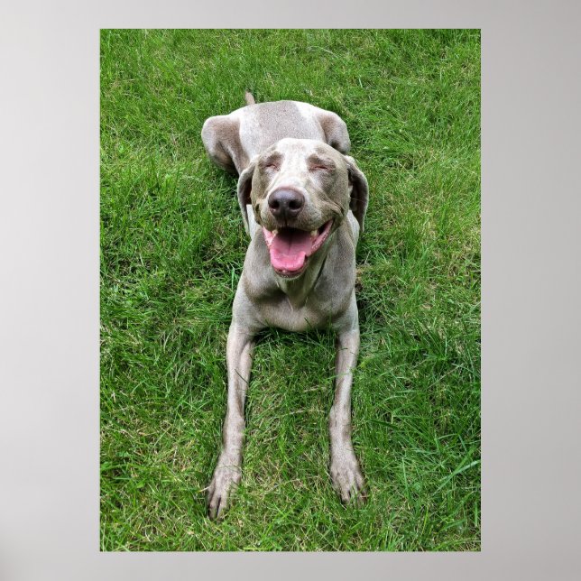 Poster Weimaraner (Frente)