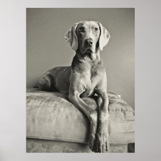 Poster Weimaraner