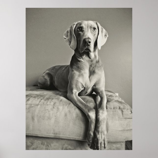 Poster Weimaraner (Frente)
