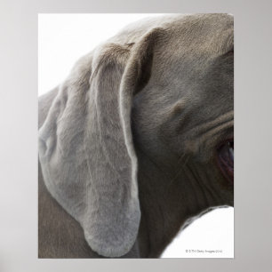 Poster Weimaraner 3