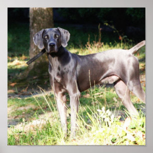 Pôster Weimaraner azul