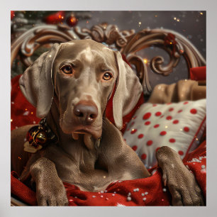 Poster Weimaraner Cão Festivo de Natal
