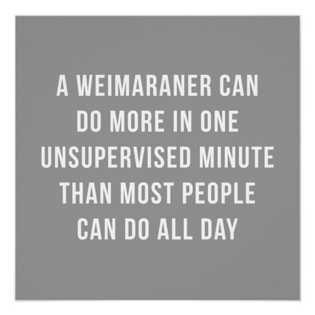 Pôster Weimaraner Em Um Poster Perfeito Minuto (Frente)