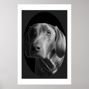 Pôster Weimaraner - intenso (preto & branco)