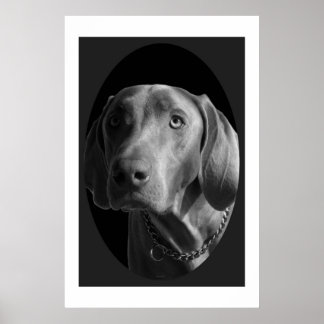 Pôster Weimaraner - Intenso (preto e branco)