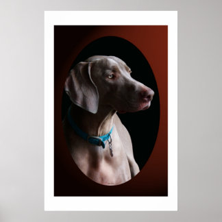 Poster Weimaraner Na Luz Da Manhã
