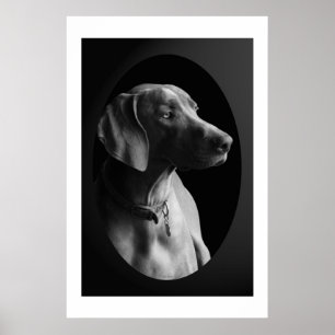 Poster Weimaraner na luz da manhã (preto & branco)
