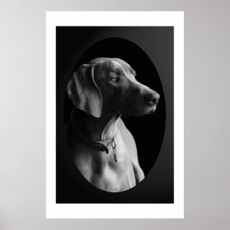 Poster Weimaraner Na Luz Da Manhã (Preto E Branco)