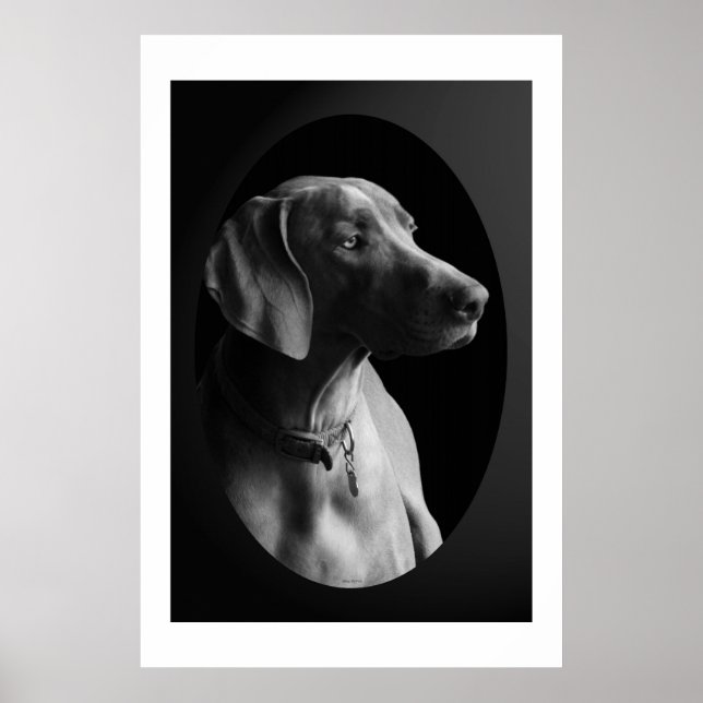 Poster Weimaraner Na Luz Da Manhã (Preto E Branco) (Frente)