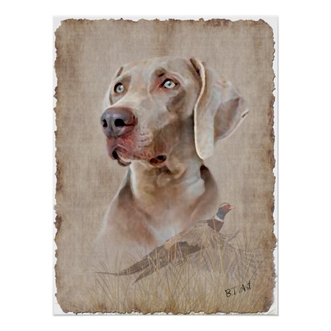 Pôster Weimaraner Poster (Frente)