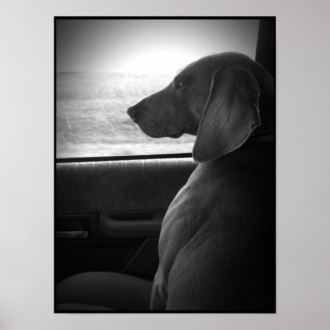 Pôster Weimaraner Riding Shotgun - Canvas (Frente)