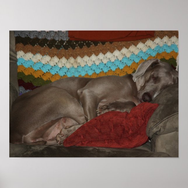 Poster Weimaraner Snooze (Frente)