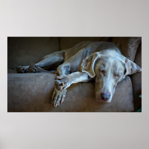 Pôster Weimaraner sonolento