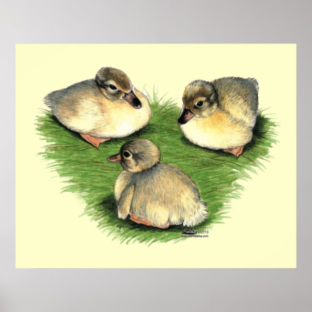 Poster Welsh Harlequin Ducklings (Frente)