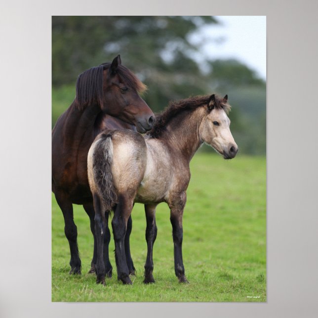 Poster Welsh Section D Mare and Foal Standing (Frente)