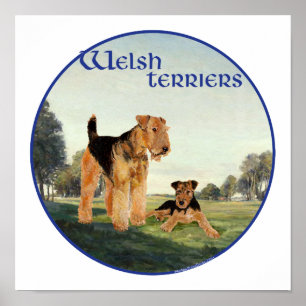 Pôster Welsh Terriers