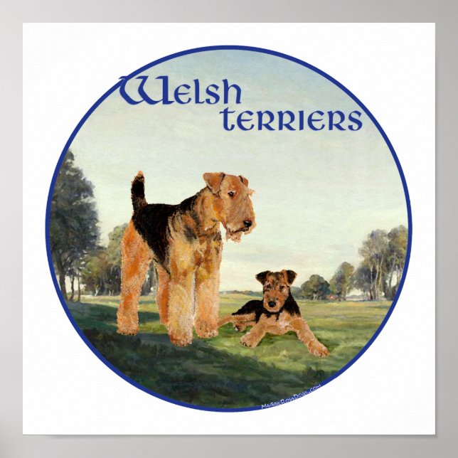 Pôster Welsh Terriers (Frente)