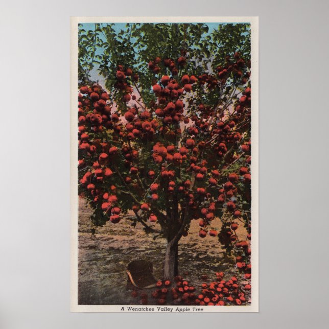 Poster Wenatchee, WAA Wenatchee Valley Apple Tree (Frente)
