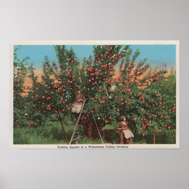 Pôster Wenatchee, WAView of Apple Orchard & Workers (Frente)