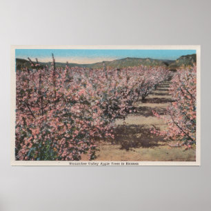 Pôster Wenatchee, WAView of Apple Trees in Blossom
