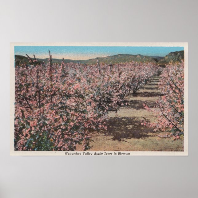 Pôster Wenatchee, WAView of Apple Trees in Blossom (Frente)