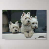 West Highland White Terriers