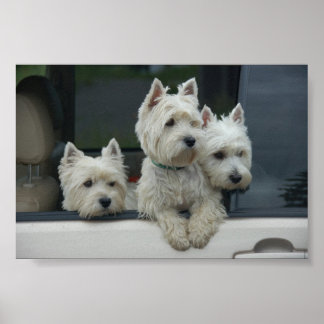 Pôster West Highland White Terriers
